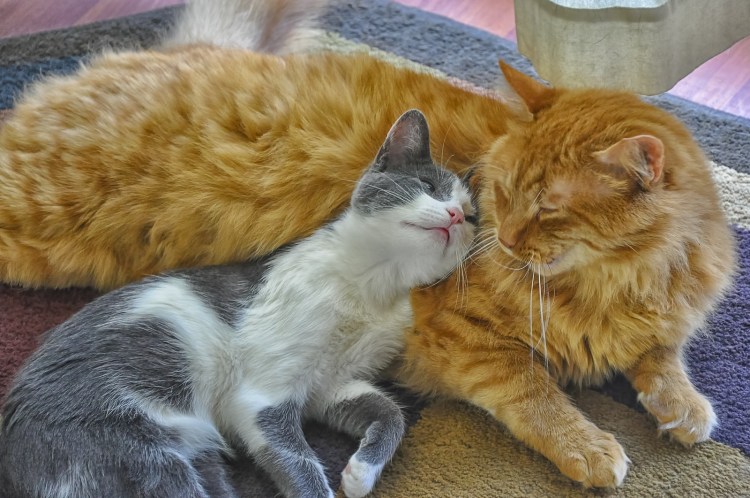 Котики обнимаются