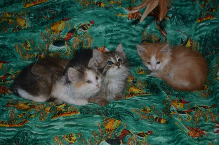 Рыжий и черный котики