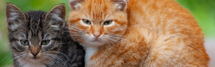 Рыже серая кошка