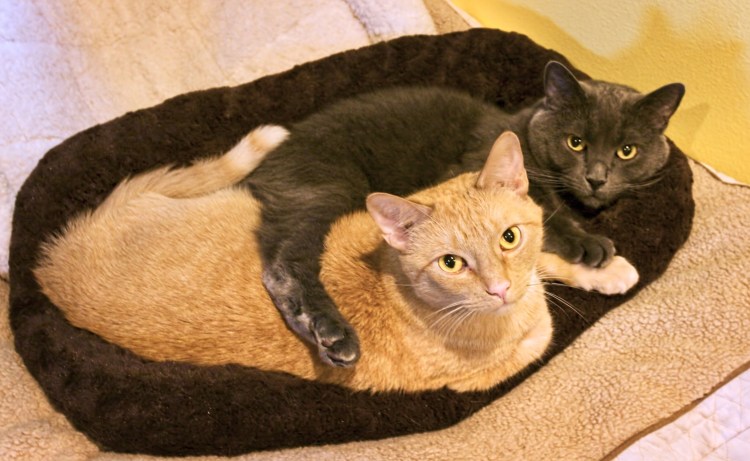 Заставка на рабочий стол котики