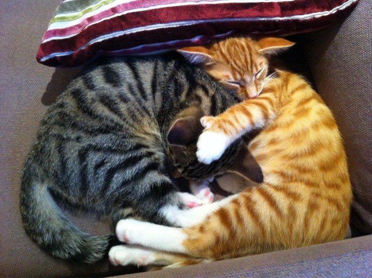 Рыжие полосатые коты