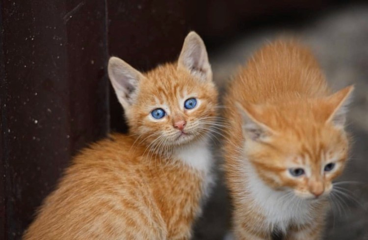 Сирийский рыжий котята
