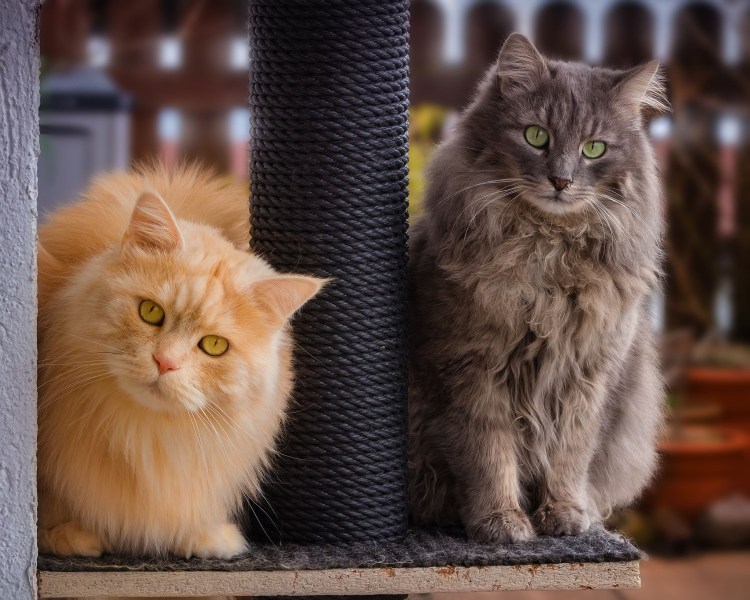 Милые котики вместе