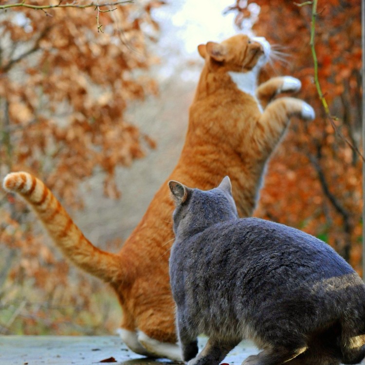 Три красивые кошки