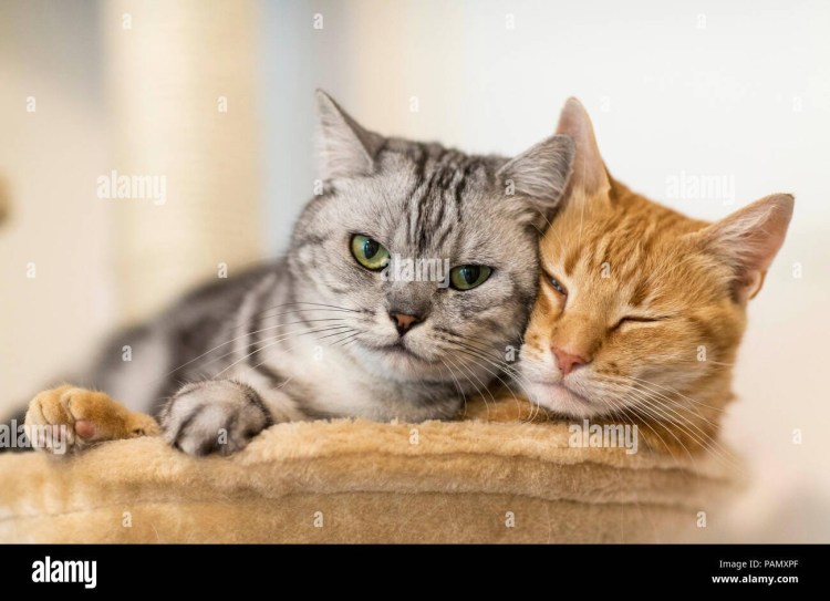 Мейн кун и шотландец