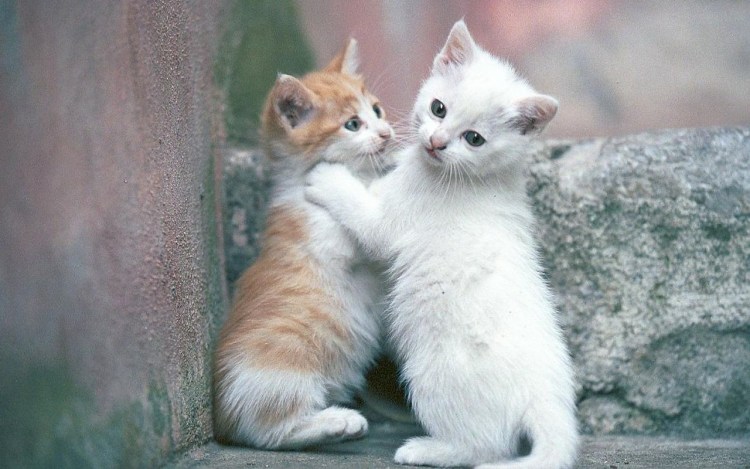 Два котенка рыжий и белый