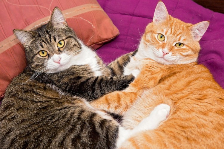 Коты и кошки