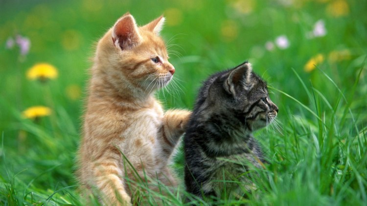 Рыжий кот среди серых котов