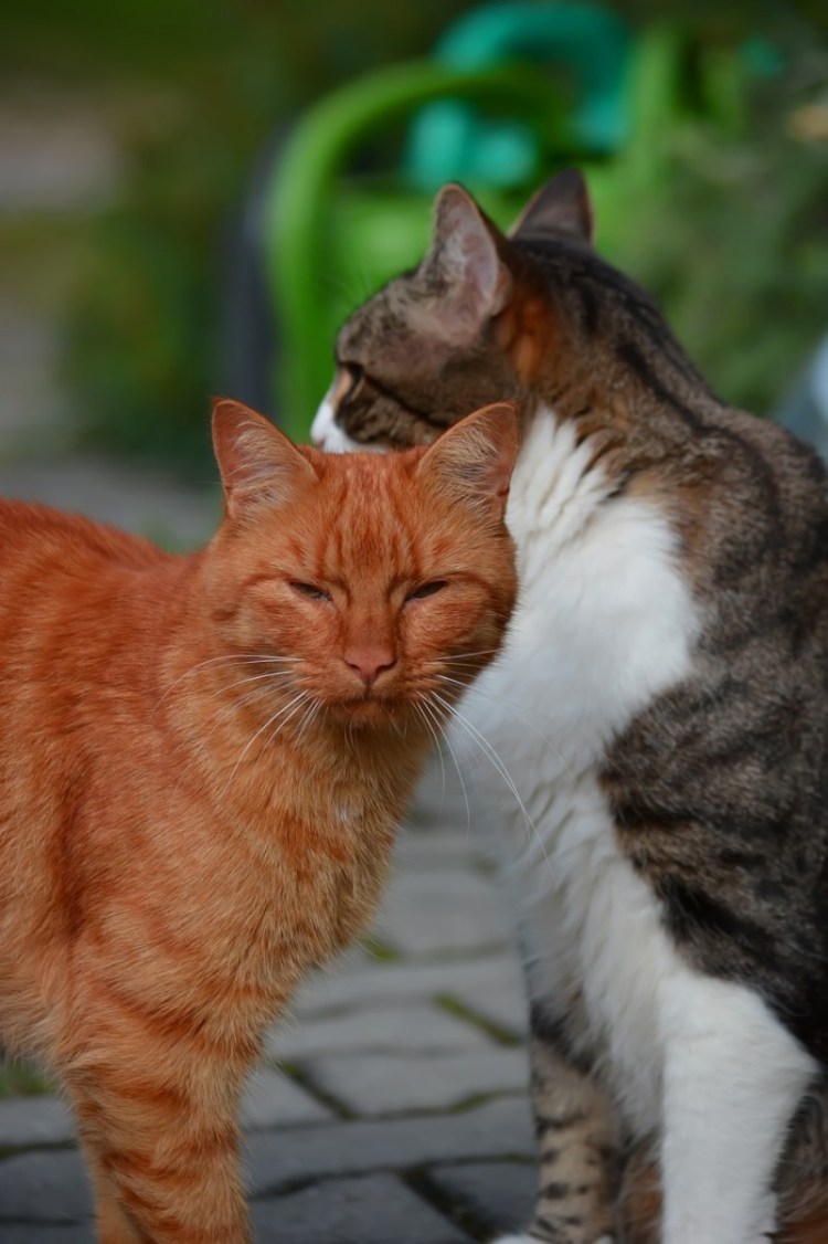 Кошка рыжая с белым