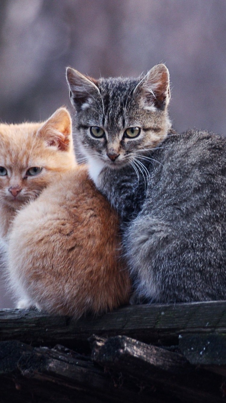 Котята дерутся