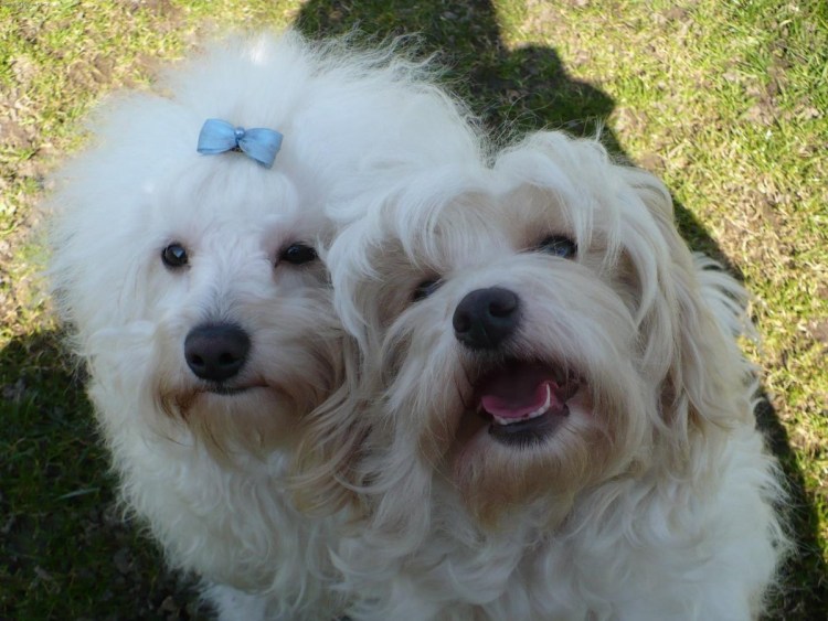 Гаванский Бишон белый