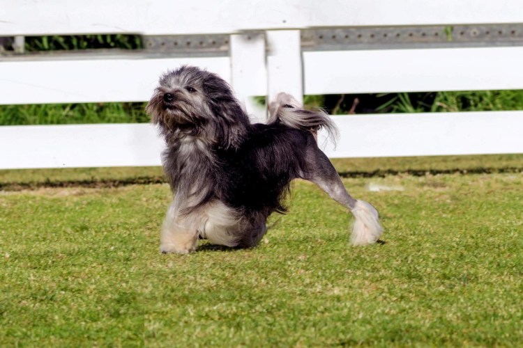 Родезийский риджбек