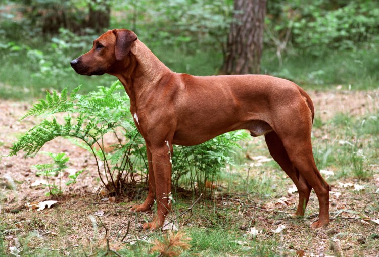 Löwchen или little Lion Dog