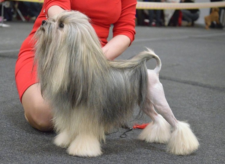 Лион Бишон. Левхен