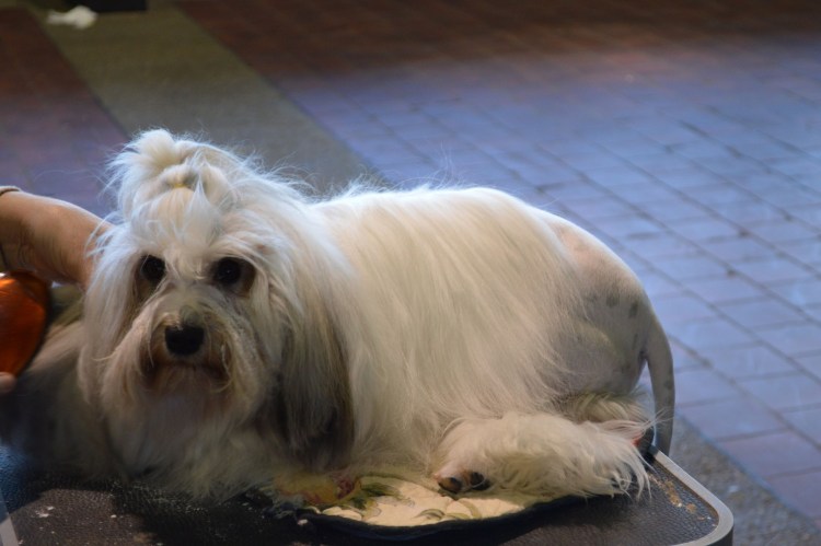 Африканис порода