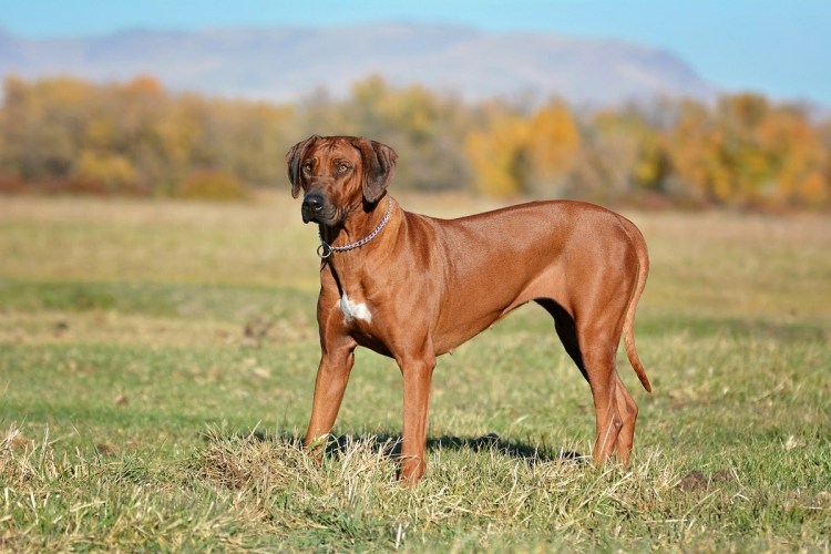 Котон де тулеар стандарт породы