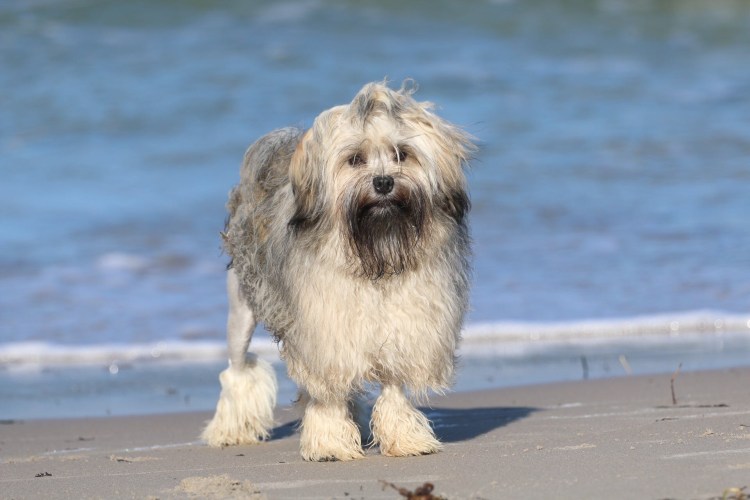 Лёвхен малая львиная собака