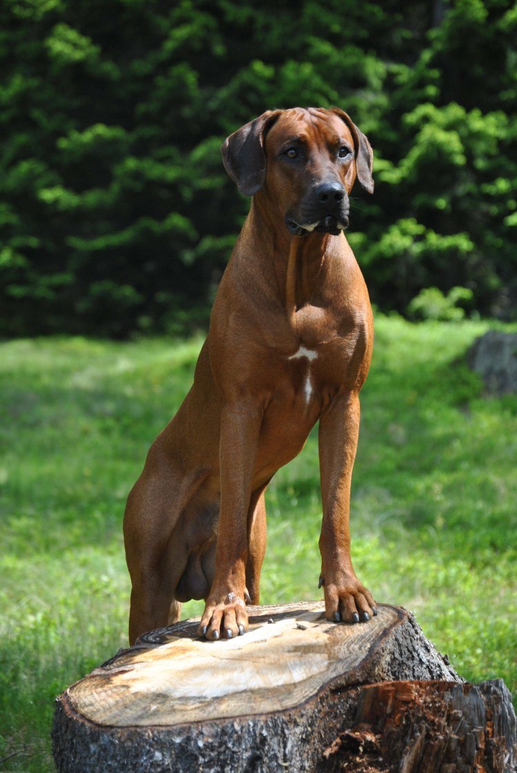 Родезийский риджбек