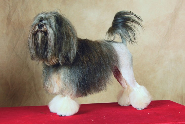 Малая львиная собака стандарт