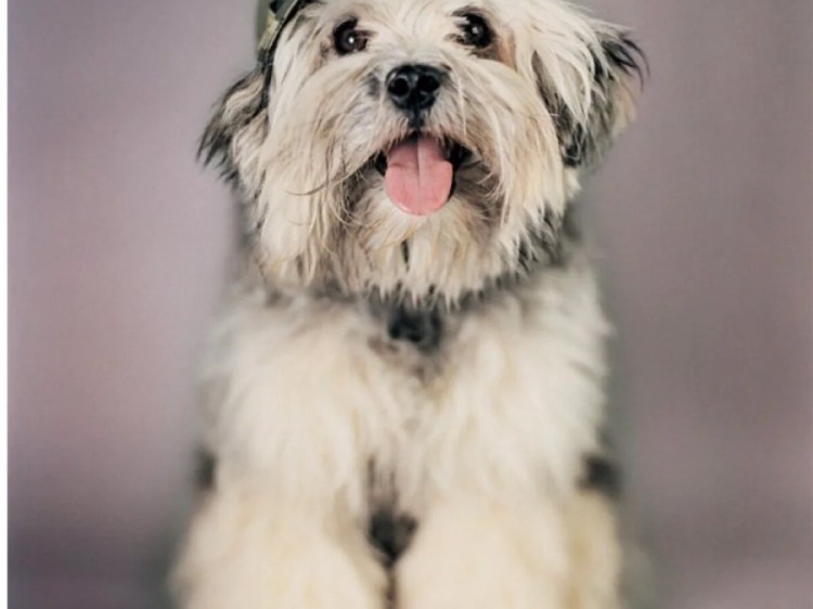 Собака Эвелина порода