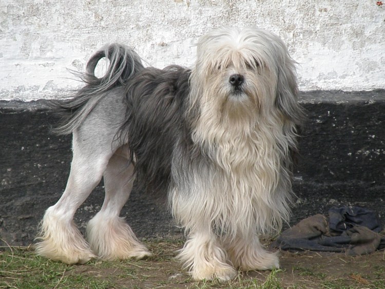 Лион Бишон. Левхен