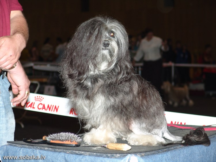 Родезийский риджбек