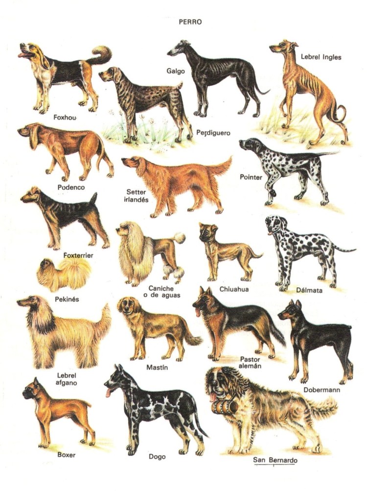 Породы собак названия
