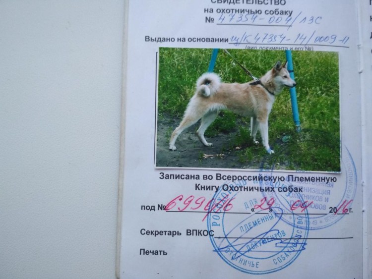 Имена для охотничьих собак