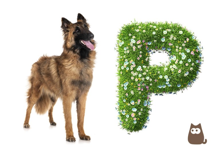 Собака на букву р