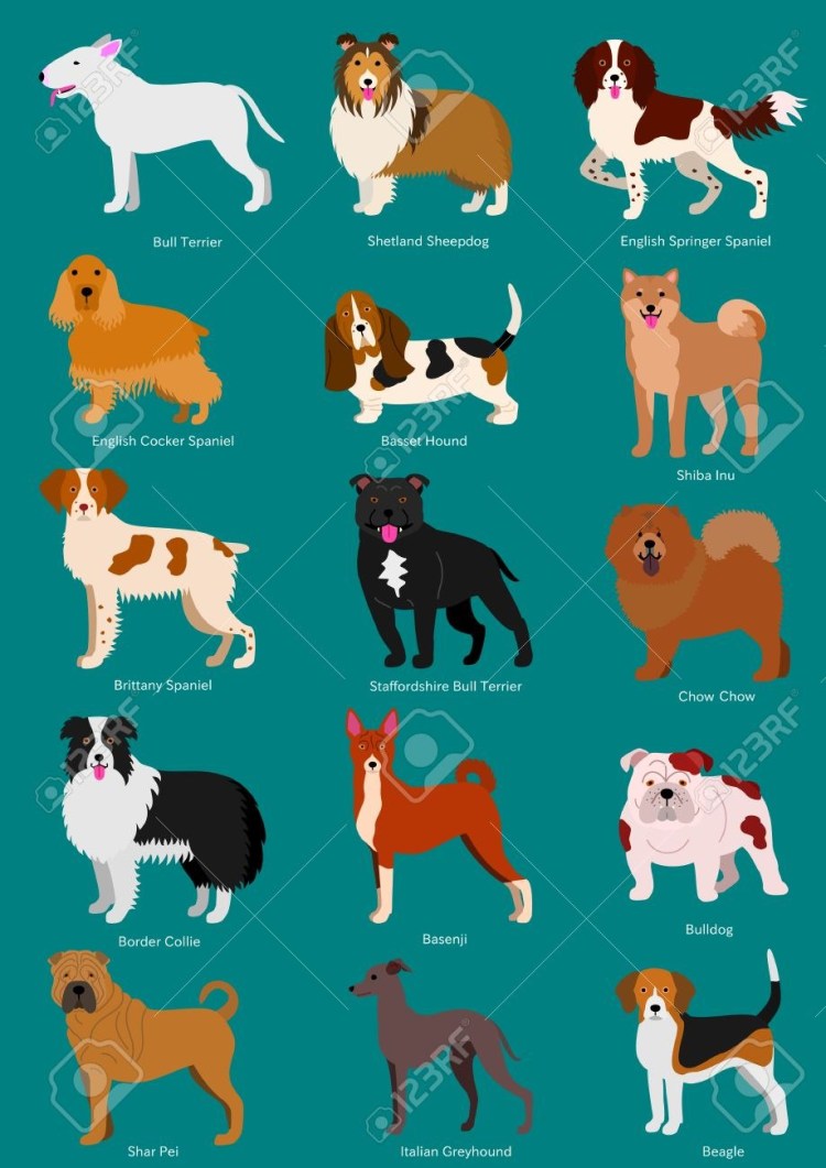 Породы собак названия