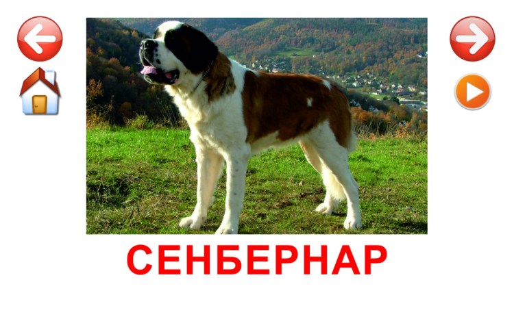 Породы собак карточки