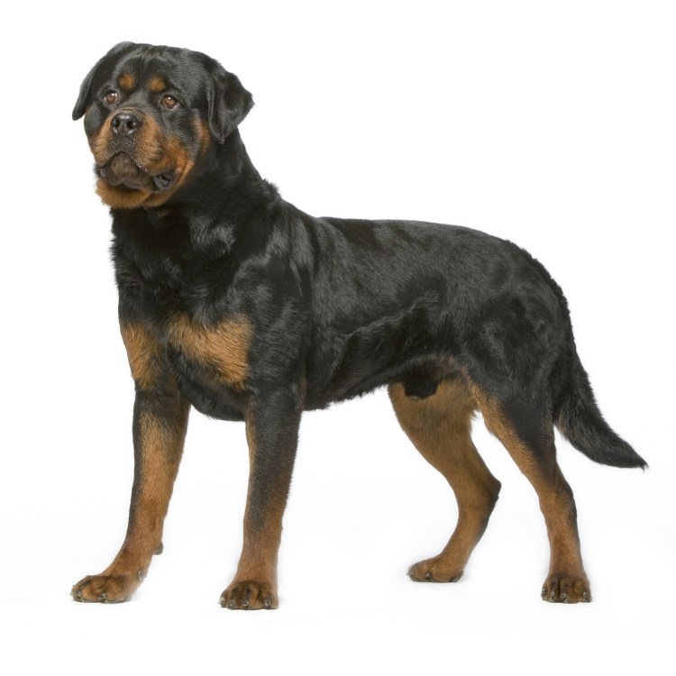 Ротвейлер мастиф
