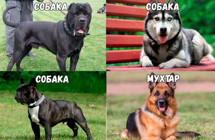 Смешные породы собак названия