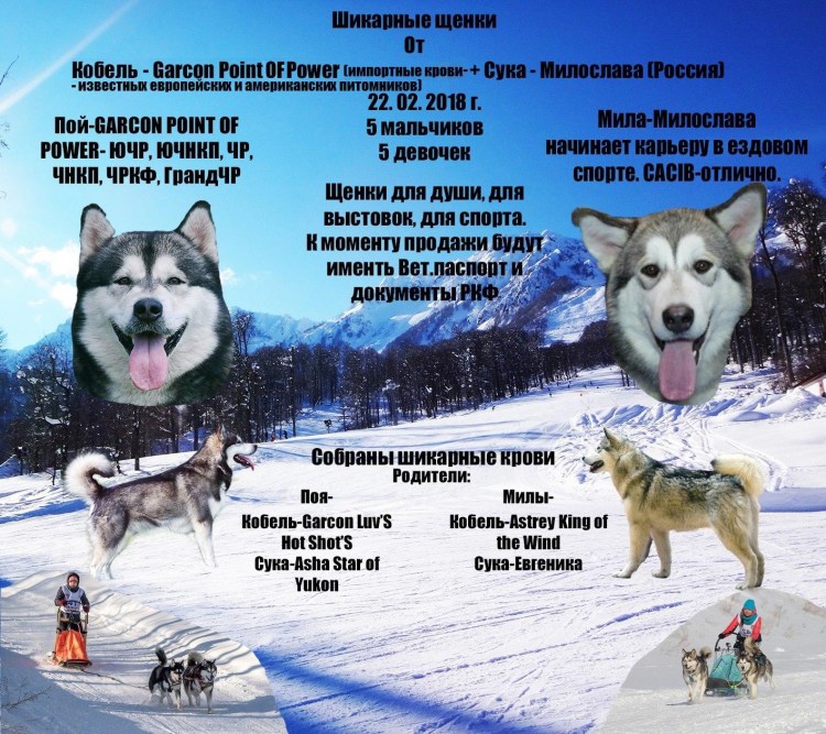 Стих про маламута