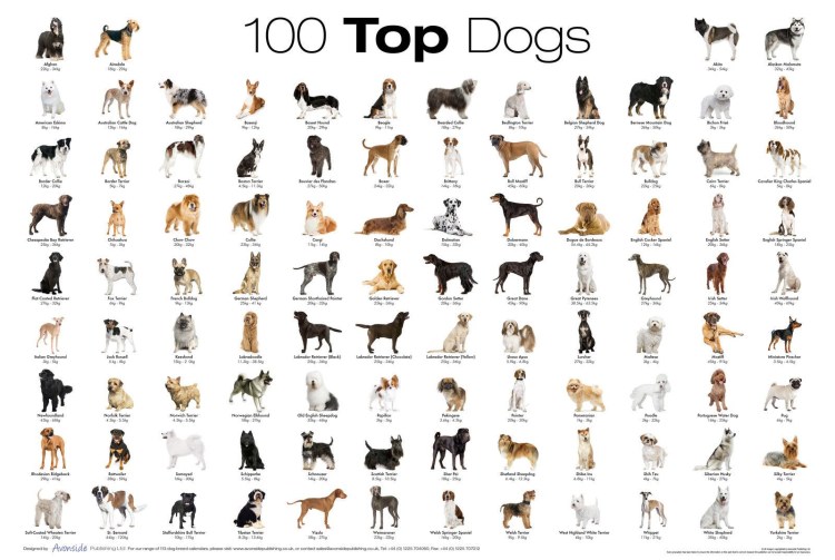 Породы собак Постер