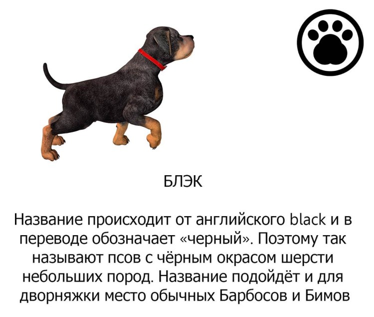 Кличка собак для мальчиков мелких пород