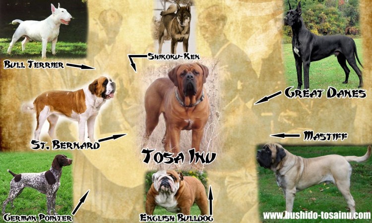 Породы собак названия