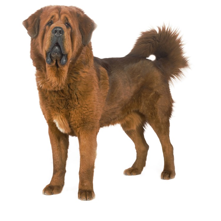 Тибетский мастиф