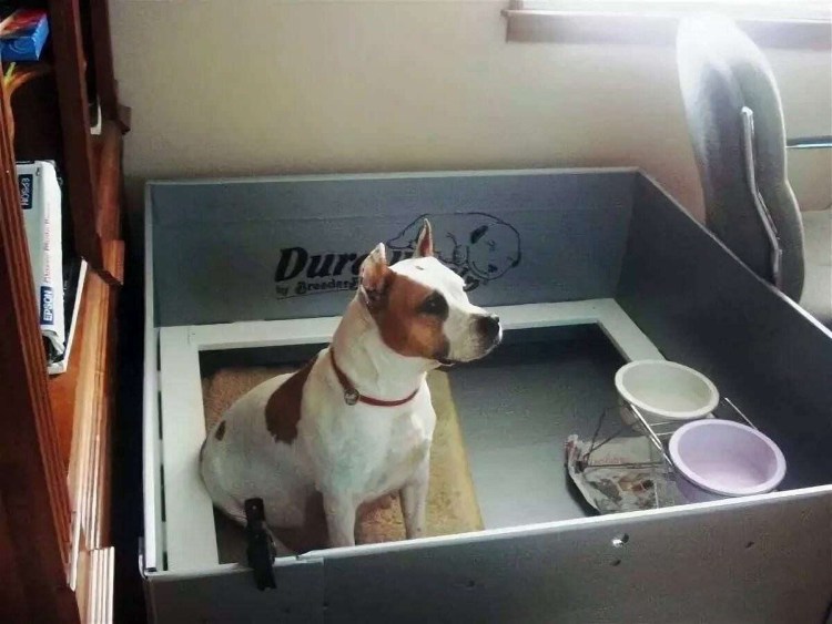 Родильный ящик для овчарки