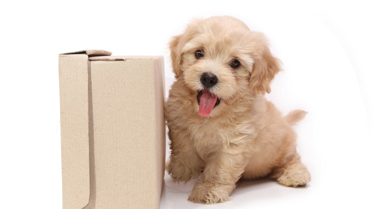 Клетка-стол для животных