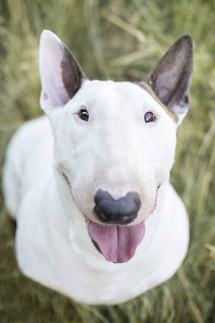 Французский бульдог Чивас