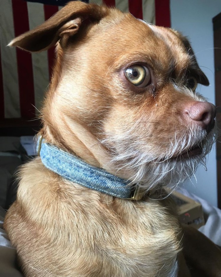 Бойцовская порода бультерьер