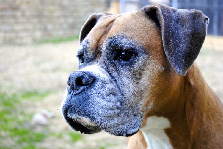 Шотландский боксер собака