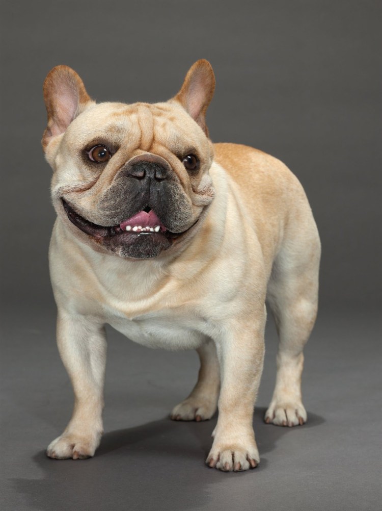 Бульдог американский бультерьер