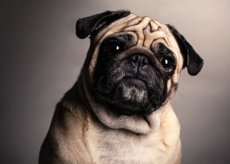 Бурбонский мастиф