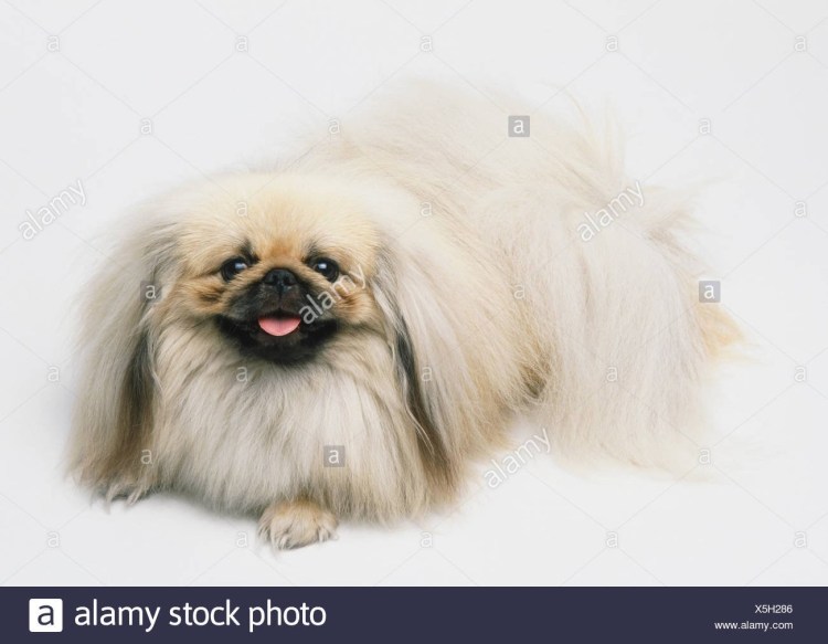 Померанский бульдог