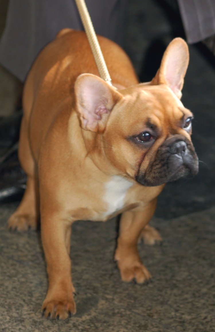 Порода бультерьер