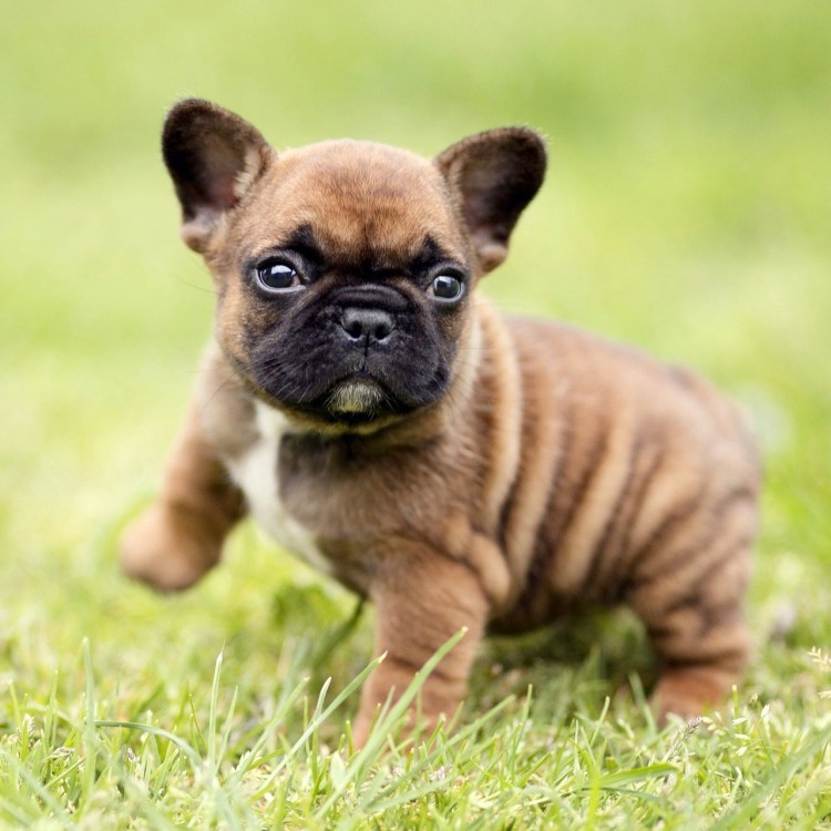 Собака с неправильным прикусом