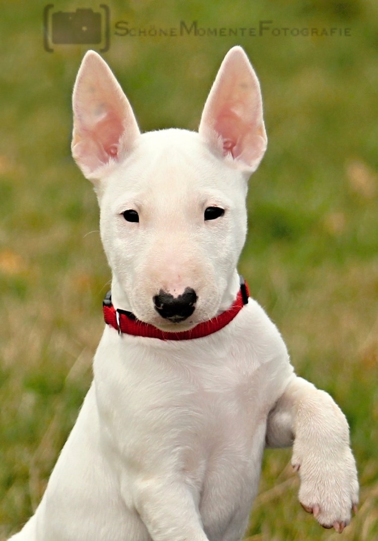 Помесь таксы и чихуахуа