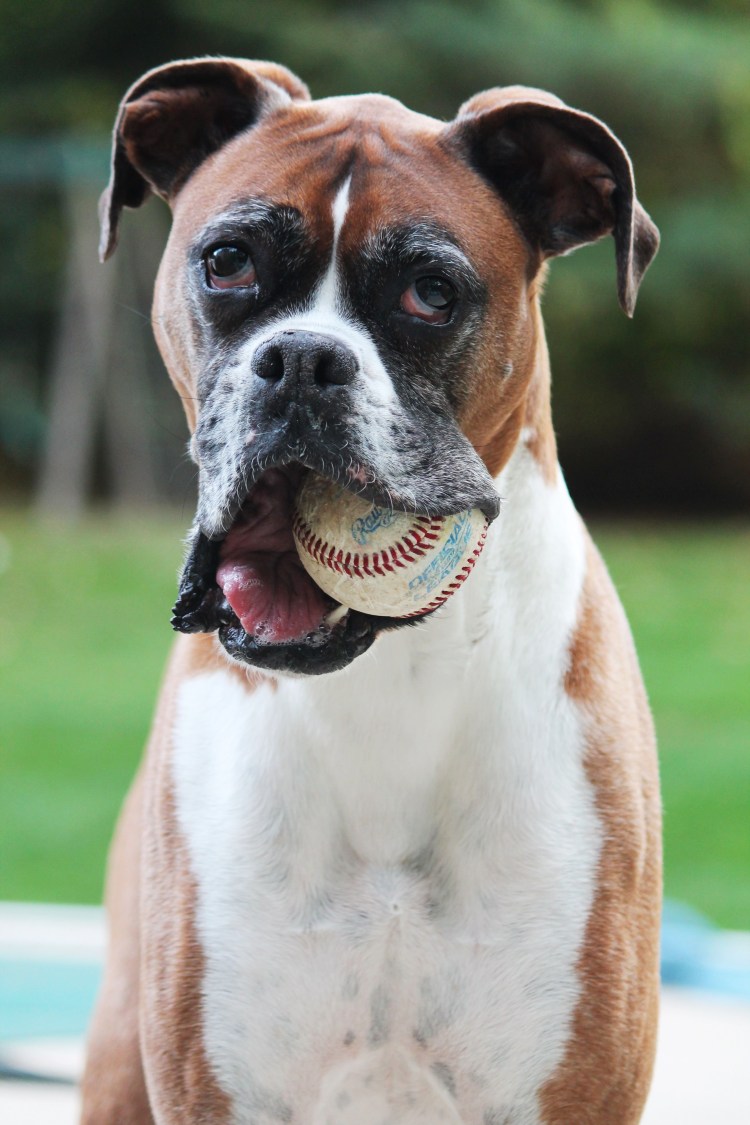 Бруклинский бульдог